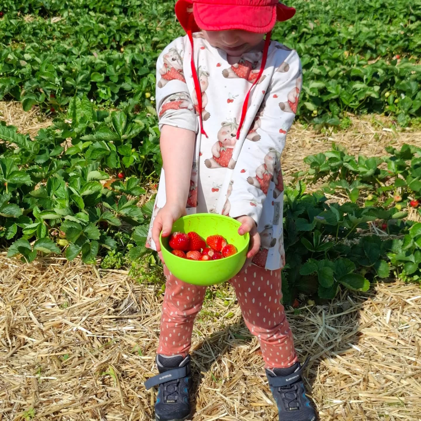Zu Besuch heute früh bei🍓🍓 @bloechl.ehrlich.bio mit gefühlt 1000 anderen Erdbeersüchtigen 🤣
Herrliche Früchten und reichlich..... Danke für eure tolle Arbeit
#bioerdbeerenselberpflücken #bloechlbioerdbeere #kathisvielfalt
